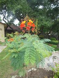 Image result for Caesalpinia rubra