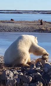 Jun 29, 2021 · frédéric cherche à faire le buzz sur les réseaux sociaux. Les Photos De Cet Ours Sauvage Qui Prend Soin D Un Chien Vont Vous Faire Fondre