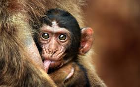 Out of Africa, into Spain: photographs of the Cabarceno wildlife park by Marina  Cano