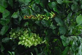 Image result for Mucuna poggei