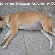 Stomach cancer in dogs is more commonly found in males as well as certain breeds of dog. 15 Potential Causes Of Abdominal Enlargement In Dogs Pethelpful