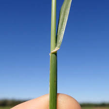 Image result for Chloris gayana