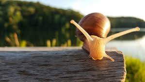 The windex is good to spray on your ankles if you get flea bites or mosquito bites as it stops the. Natural Ways To Get Rid Of Snails Green Home Gnome