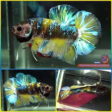Live Betta Fish Male Galaxy Yellow Green Koi Halfmoon Plakat Hmpk 1681 Betta Fish Betta Koi