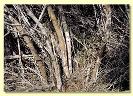 Image result for Eucalyptus angustissima