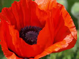 Free Image On Pixabay Poppy Klatschmohn Blossom Bloom Poppy Flower Seeds Poppy Flower Flower Seeds