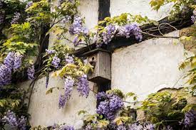 Two types of wisteria are most commonly planted in our area: Wisteria How To Plant Grow And Care For Wisteria Vines The Old Farmer S Almanac