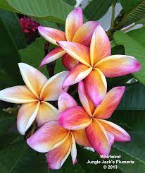 Whirlwind A Compact Rainbow Plumeria With 2 3 Flowers Jungle Flowers Rainforest Flowers Plumeria Flowers