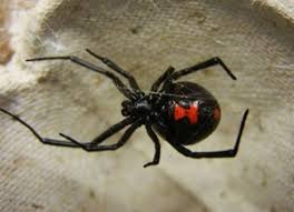 Females of this species create webs between flat rocks, in woodpiles, near foundations, and inside barns and other outbuildings. Black Widow Nest Walnut Creek Ca Walnut Creek Pest Control