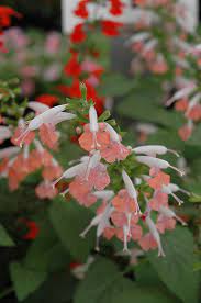 I have scarlet red, white and coral nymph. Coral Nymph Sage Salvia Coccinea Coral Nymph In Wilmette Chicago Evanston Glenview Skokie Winnetka Illinois Il At Chalet Nursery