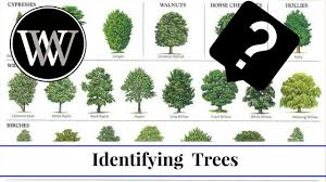 How To Identify A Tree By Leaf Bark And Fruit Wood And Lumber Identification For Woodworking