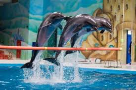 Istanbul Dolphinarium Yunus Gosteri Merkezi Ziyaret Saatleri Giris Ucreti