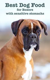 Well, they're certainly not small! Best Dog Food For Boxers With Sensitive Stomachs Best Dog Food Dog Food Recipes Boxer Dogs