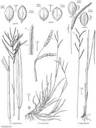 Image result for Paspalum plicatulum