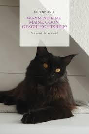 Geschlechtsreife bei katzen die geschlechtsreife bei katzen und katern tritt im ersten lebensjahr ein. Wann Ist Eine Maine Coon Geschlechtsreif Katzenplus