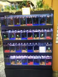 Giving up the money shot. My Local Petshop Switched From Cups To This I M Glad Bettafish