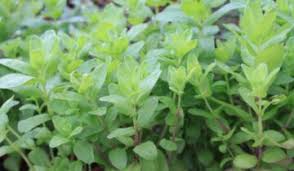 Image result for Aeollanthus suaveolens