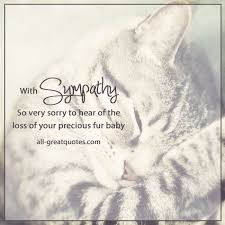 Sympathy Cards Cat Sympathy Pet Sympathy Fur Babies