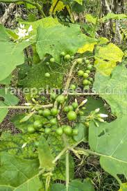 Image result for Solanum torvum