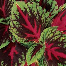 Image result for Coleus guerkei