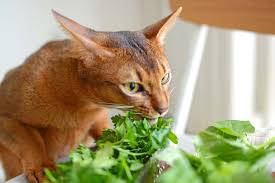 (and can you even imagine humans not being but that doesn't mean your cat can actually taste sweetness. Can Cats Eat Basil Top 10 Cats And Basil Facts Smart Cat Lovers