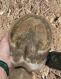 Their wide feet allow the weight of their body to act on a larger surface of land reducing the pressure exerted on the land by the camel. A Camel Can Walk Easily On Sand But A Man Cannot Give Reason Brainly In