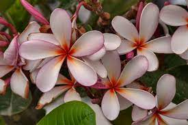 Plumeria Flower Qatar Best Flower Wallpaper