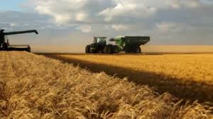It contains almost none of the 22 vitamins and minerals fortified wheat flour nutrients are toxic to the body. Wheat Farming In Canada Geo For Cxc