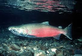 cara budidaya ikan salmon indonesia terlengkap bisnis chinook salmon salmon fishing salmon fish