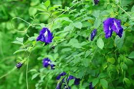 19 Best Climbing Plants For Pergolas And Trellises Climbing Flowers Climbing Plants Plants