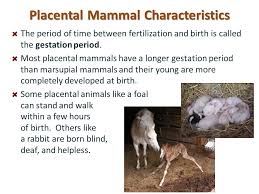 It is found on articular surfaces of bone b. Mammals Ppt Video Online Download