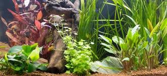 Aquarium plants, bog plants, submerged (oxygenating) plants, water plants ammannia rotundifolia, dwarf rotala, pink baby tears, pink rotala, rotala rotundifolia, roundleaf toothcup. Underwater And Overwater Flowering Aquarium Plants
