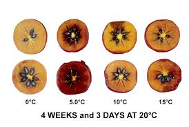 Fruit English Uc Postharvest Technology Center