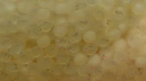 Koi fish originated from japan it is the colored and typical bred variety of common carp cyprinus rubrofuscus or cyprinus carpio. Koi Eggs 28 Hours After Fertilisation Yoshikigoi Farm Poland Youtube