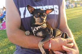 Learn more about paws for peace in middlesex, nj, and search the available pets they have up for adoption on petfinder. Pets At Peace Nj Overview