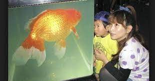 Makanan Burayak Untuk Semua Jenis Ikan Hias