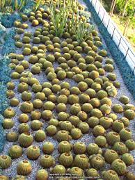 Most cacti grow slowly to moderately, in the early stages of growth it might take them 2 or 3 years to grow just a couple centimeters. Ask A Question Forum Growth Rate Of Golden Barrel Cactus Garden Org