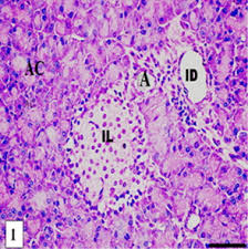 Anatomical terminology uses many unique terms, suffixes, and prefixes deriving from ancient greek and latin. Improvement In Beta Islets Of Langerhans In Alloxan Induced Diabetic Rats By Erythropoietin And Spirulina Sciencedirect