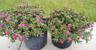Image result for Portulaca centrali-africana