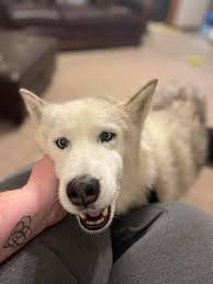 Hardin County KY Lost and Found Pets