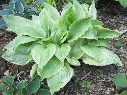 Developes green speckles, and by fall is a light green. Hosta Photo Library