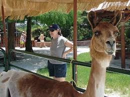 The big cat sanctuary is home to the best big cat experiences in the uk. The Petting Zoo Area Picture Of Big Cat Habitat And Gulf Coast Sanctuary Sarasota Tripadvisor