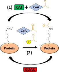 Tahu bakso (tahu bakso kukus, tahu bakso goreng, tahu bakso daging, tahu bakso kemasan, tahu bakso frozen, tahu bakso beku, tahu bakso 10 biji / pack) Frontiers Post Translational Protein Acetylation An Elegant Mechanism For Bacteria To Dynamically Regulate Metabolic Functions Microbiology