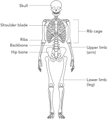 Every single person has a skeleton made up of many bones. Thunderbolt Kids Human Skeleton For Grade 4 Transparent Cartoon Jing Fm