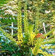 Mahonia