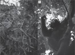 Image result for Aspilia rudis