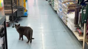 pet stores