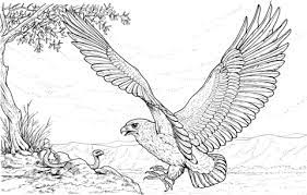 coloriage aigle qui attaque un serpent coloriages a imprimer gratuits support tache conseils twistables crayons