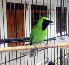 Yang punya keinginan untuk pikat burung anis kembang liar? 900 Gambar Burung Cucak Ijo Gratis Infobaru