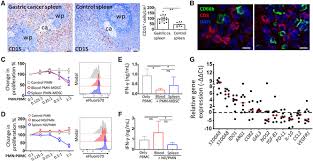 Learn vocabulary, terms, and more with flashcards, games, and other study tools. Human Splenic Polymorphonuclear Myeloid Derived Suppressor Cells Pmn Mdsc Are Strategically Located Immune Regulatory Cells In Cancer Tavukcuoglu 2020 European Journal Of Immunology Wiley Online Library